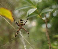 Argiope_5.jpg