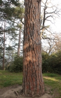 Pinus_pinea_1.jpg