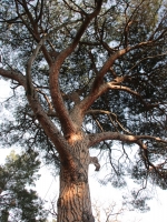 Pinus_pinea_2.jpg