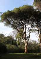 Pinus_pinea_3.jpg