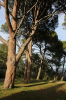 Pinus_pinea_4.jpg