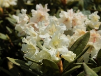 Rhododendron_cauasicum_7.jpg