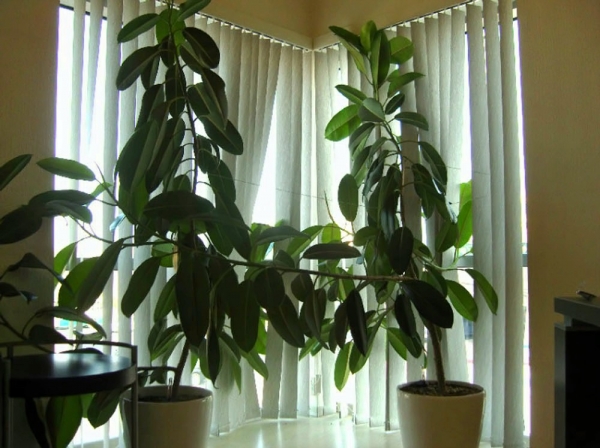 Ficus elastica
