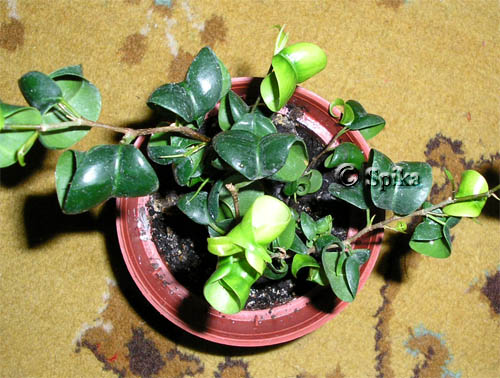 Фикус Бенджамина Барок (Ficus benjamina Barok)
Фото из коллекции Spika
Ключевые слова: Фикус Бенджамина Барок Ficus benjamina Barok