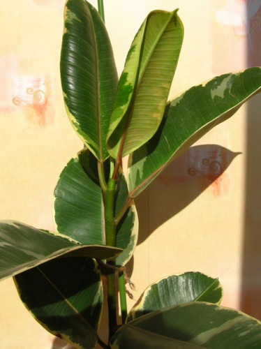 Фикус каучуконосный, эластичный Бразил (Ficus elastica 'Brazil')
Фото из коллекции Yulia
Ключевые слова: Фикус каучуконосный, эластичный Бразил Ficus elastica 'Brazil'