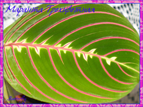 Maranta leuconeura 'Fascinator' Фото Butterfly
