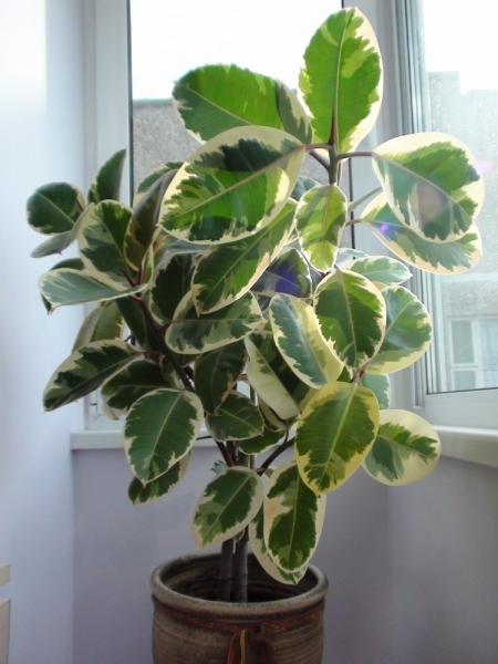 Фикус каучуконосный, эластичный Тинеке (Ficus elastica 'Tineke')
Фото из коллекции Лемурчик
Ключевые слова: Фикус каучуконосный, эластичный Тинеке Ficus elastica 'Tineke'