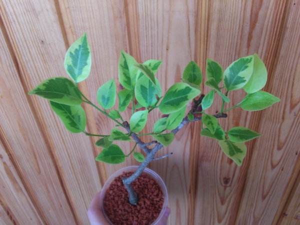 Ficus retusa  ‘Variegata’
Фото из коллекции ve3un4ik
Ключевые слова: Ficus retusa ‘Variegata’