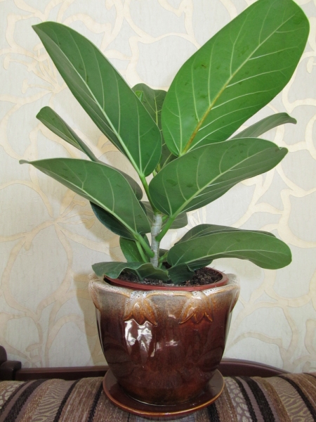 Фикус бенгальский  (Ficus benghalensis) 
Фото из коллекции Sana
Ключевые слова: Фикус бенгальский Ficus benghalensis