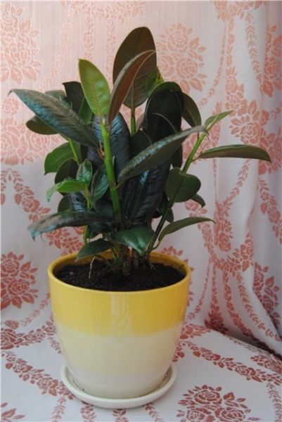Фикус каучуконосный, эластичный  Мелани (Ficus elastica 'Melany')
Фото из коллекции KIra
Ключевые слова: Фикус каучуконосный, эластичный Мелани Ficus elastica 'Melany'