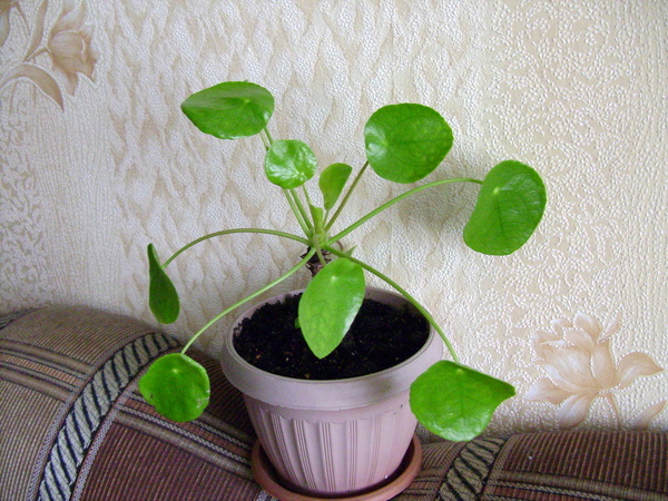 Растение С Круглыми Листьями Фото