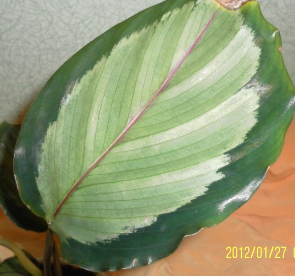Calathea picturata 'Argentea' Фото Grandiflora
