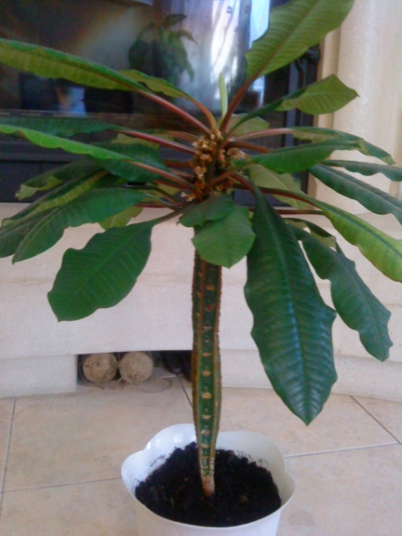 Euphorbia_leuconeura-2.JPG