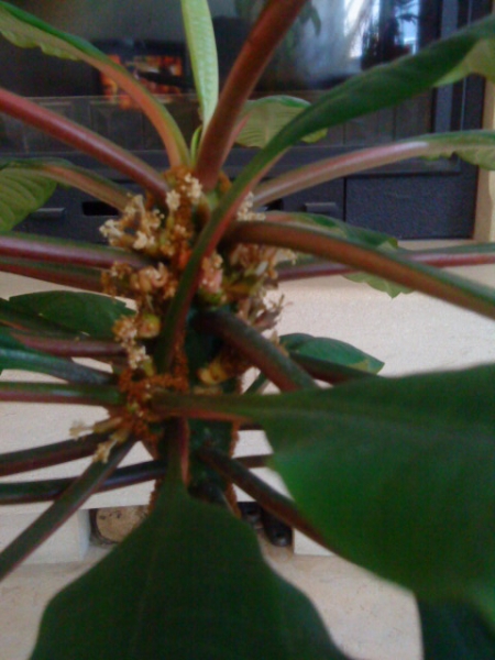 Euphorbia leuconeura
