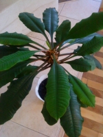 Euphorbia_leuconeura-1.JPG