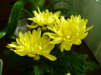 Chrysanthemum-2.JPG