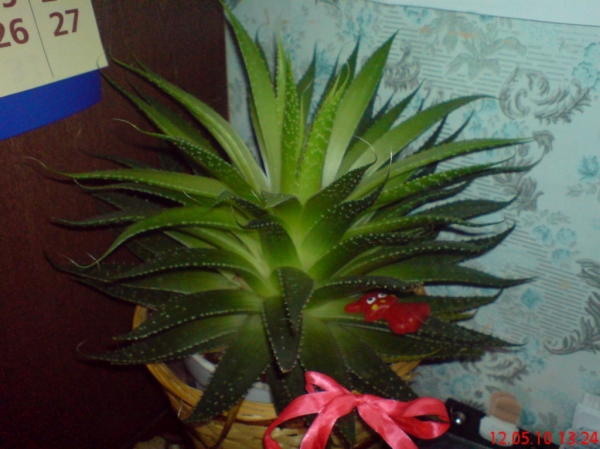 Aloe aristata - 12,05,10
