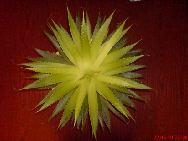 Aloe aristata - 22,05,10
