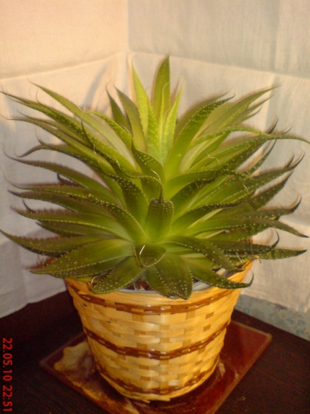 Aloe aristata - 22,05,10
