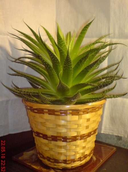 Aloe aristata - 22,05,10
