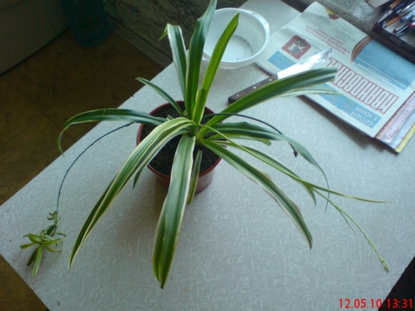 Chlorophytum comosum Variegatum - 12,05,10
