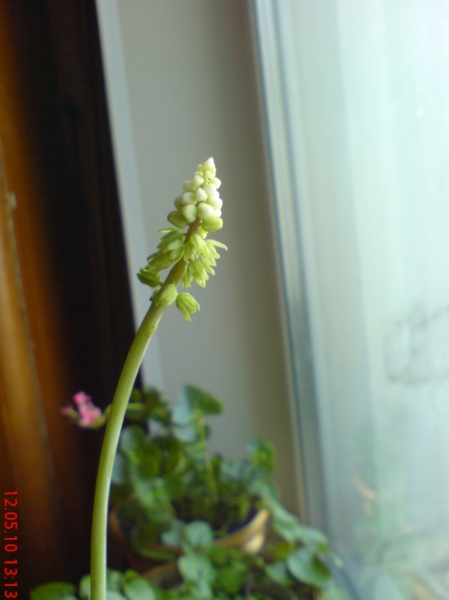 Drimiopsis
Цветущий Дримиопсис через месяц после реанимации
