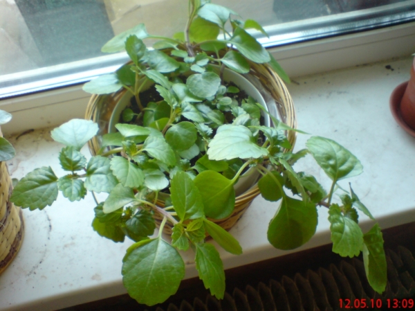 Plectranthus_australis
Плектрантус южный через месяц после рассаживания  и реанимации 
