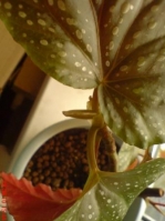 3_Begonia_x_argenteo-guttata_1_3.JPG