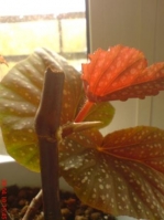 7_Begonia_x_argenteo-guttata_1_8.JPG