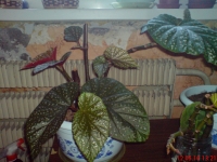 9_Begonia_x_argenteo-guttata_1_6.JPG