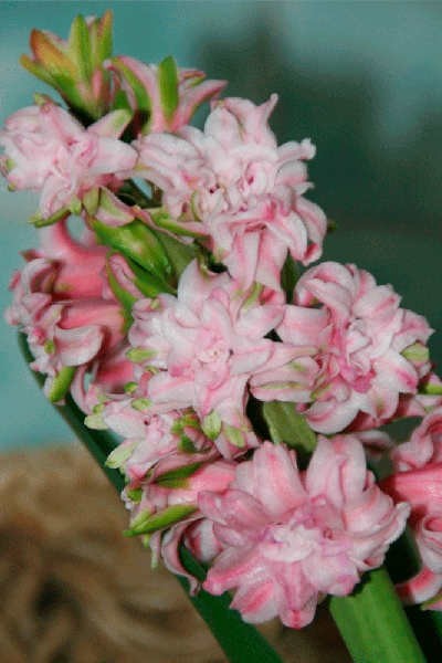Hyacinthus-3.gif