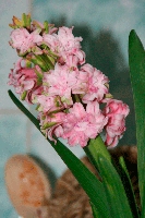 Hyacinthus-2.gif