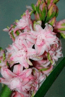 Hyacinthus-4.gif
