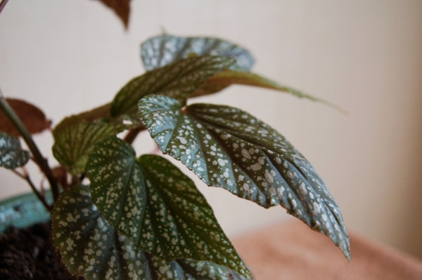 Begonia leaves
Ключевые слова: Begonia