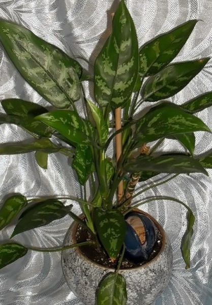 Aglaonema
