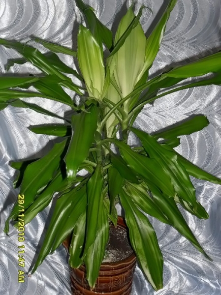 Dracena
