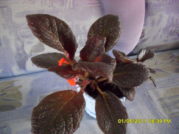 episcia
Ключевые слова: эписция