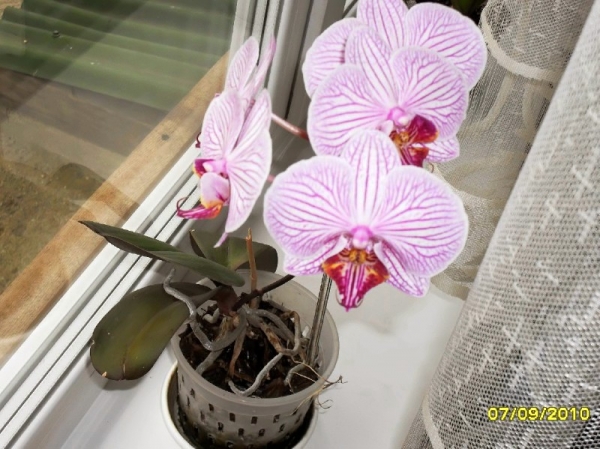 Ключевые слова: орхидея фаленопсис