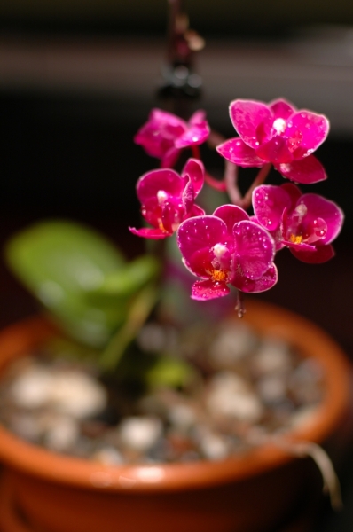 Мини Филанопсис "Фиолетовое чудо"
Ключевые слова: Phalaenopsis mini