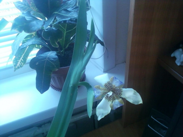 Неизвестное растение
Цветок на фоне кротона, похож на орхидею,само растение на следующем изображении
