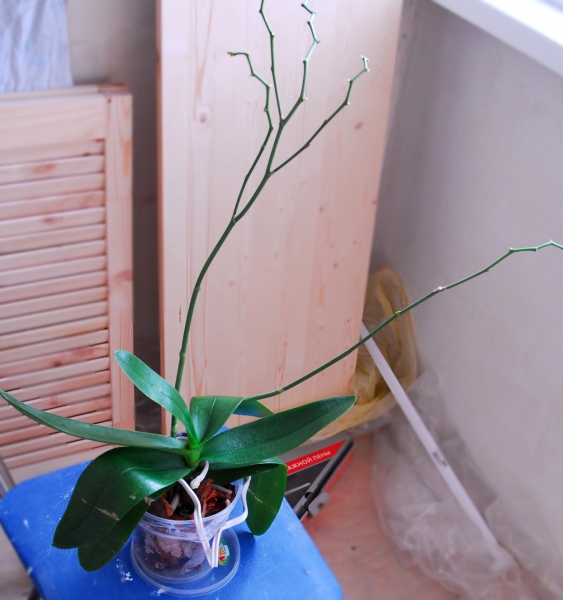 Орхидея 2(Вид общий1)
