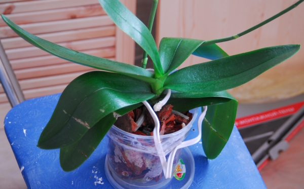Орхидея 2(Вид общий2)

