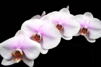 phalaenopsis_hybrids.jpg