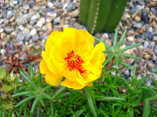 Portulaca grandiflora
Ключевые слова: Portulaca grandiflora