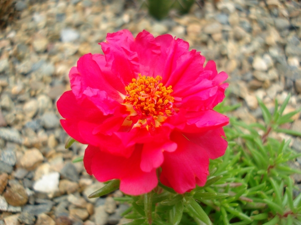 Portulaca grandiflora
Ключевые слова: Portulaca grandiflora