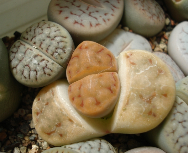 Lithops karasmontana
Ключевые слова: Lithops karasmontana