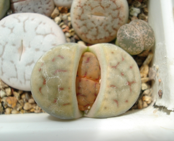 Lithops karasmontana
Ключевые слова: Lithops karasmontana