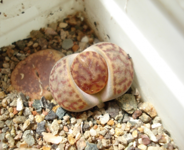 Lithops bromfieldii var. insularis  C043 (АМ)
Ключевые слова: Lithops bromfieldii insularis C043