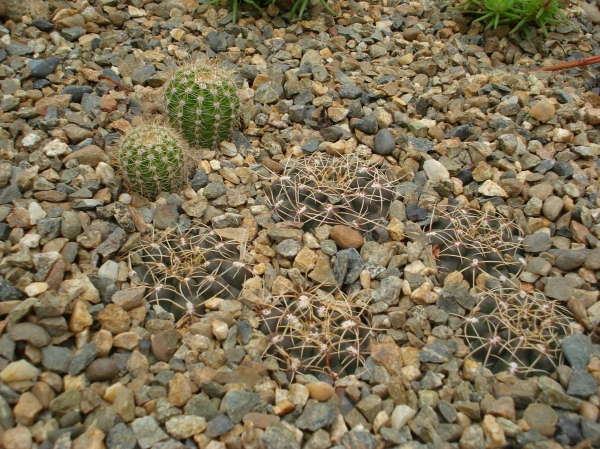 Gymnocalycium (calochlorum?), echinopsis
Ключевые слова: Gymnocalycium echinopsis