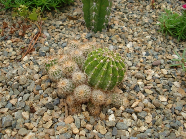 Echinopsis sp
Ключевые слова: Echinopsis